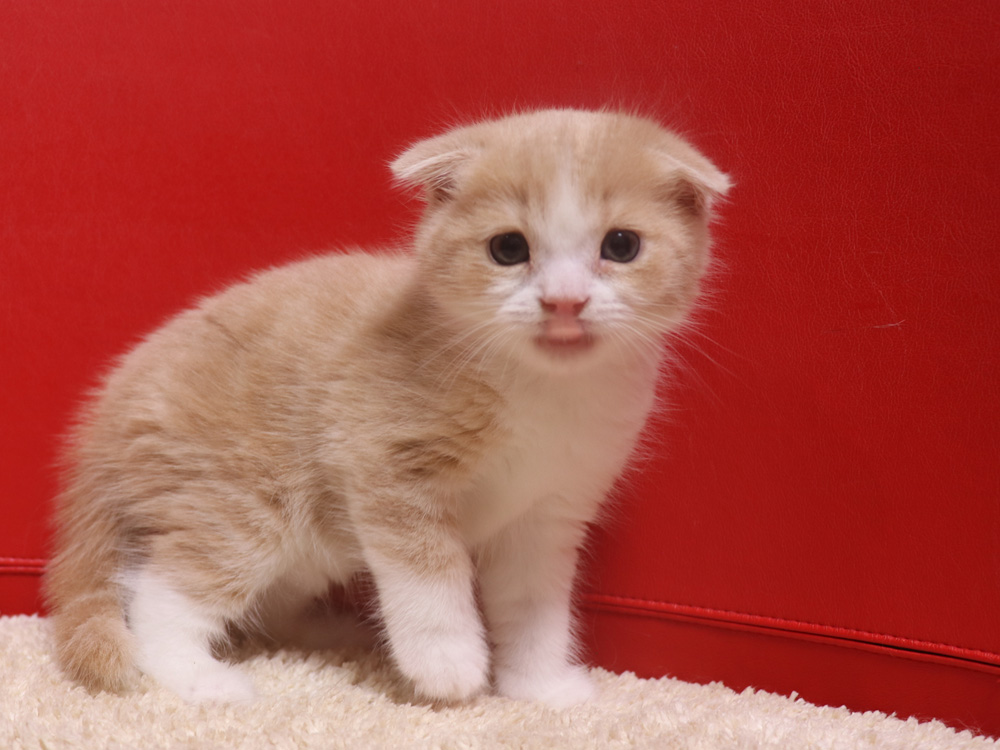 スコティッシュフォールドの子猫画像