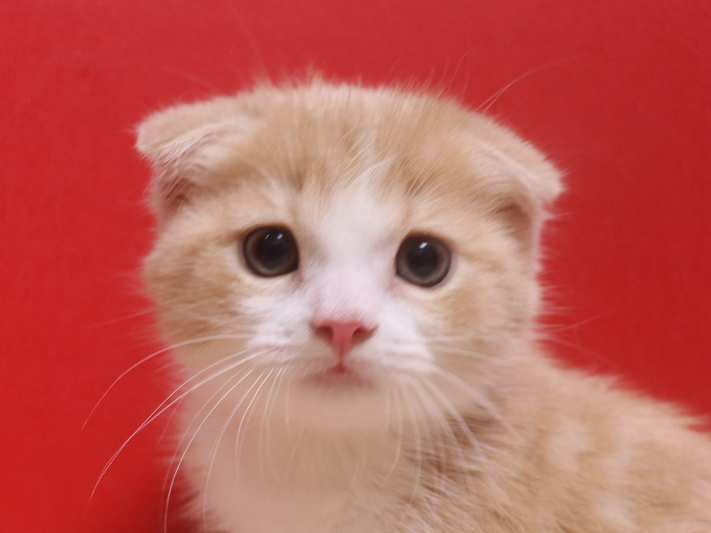 スコティッシュフォールドの子猫画像