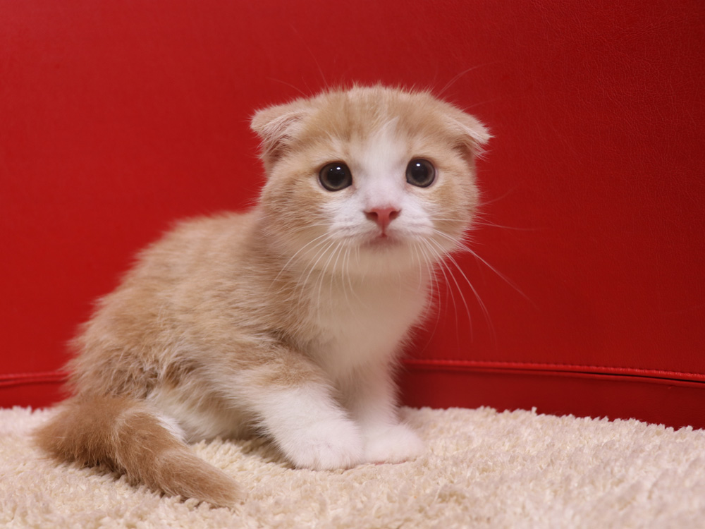 スコティッシュフォールドの子猫画像