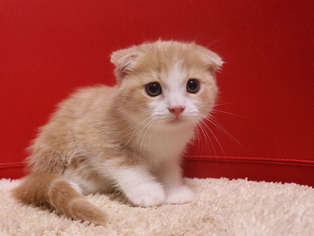 スコティッシュフォールドの子猫画像
