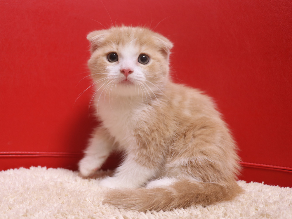 スコティッシュフォールドの子猫画像