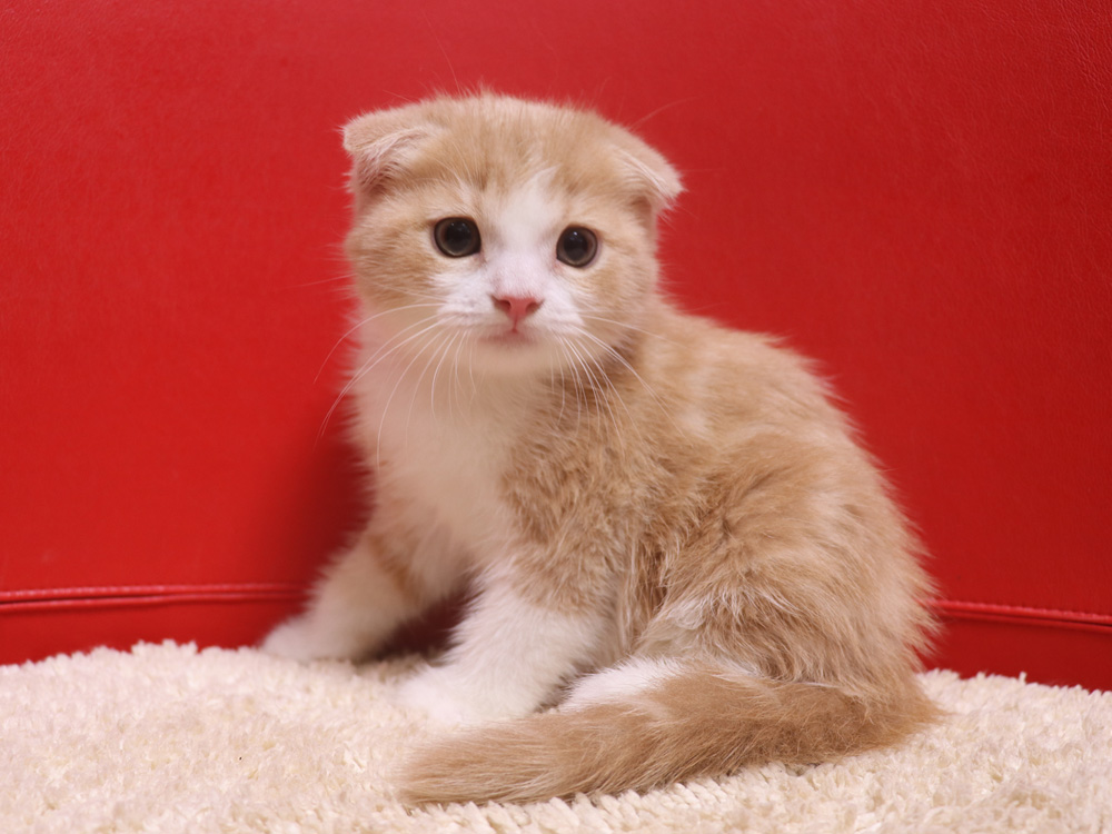 スコティッシュフォールドの子猫画像