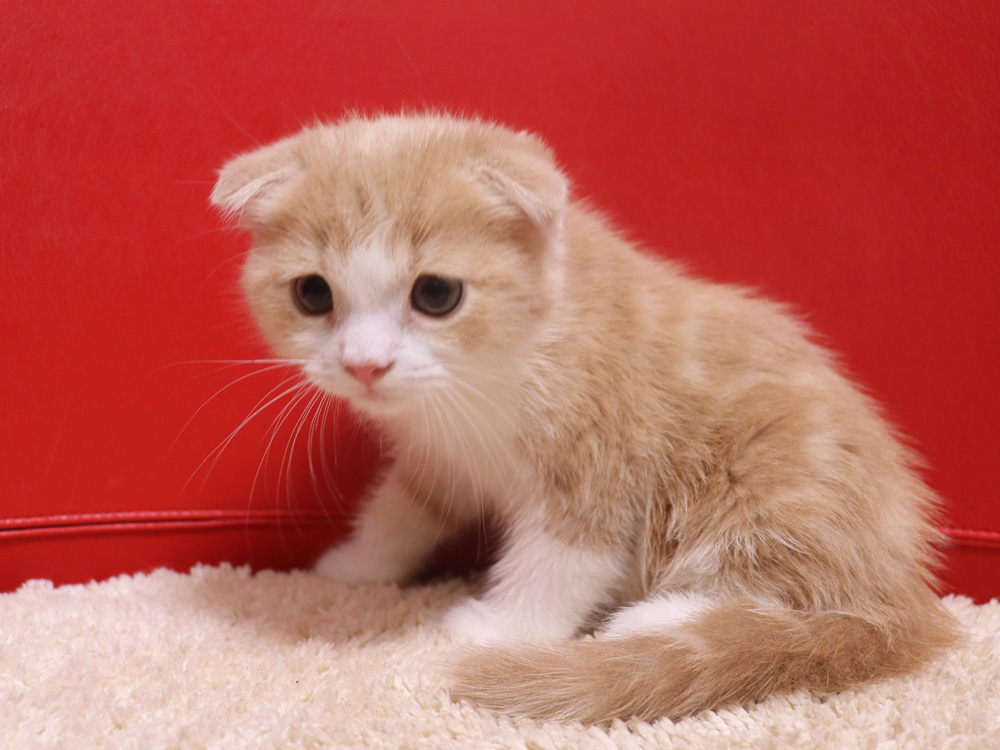スコティッシュフォールドの子猫画像