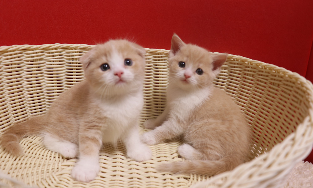 スコティッシュフォールドの子猫画像