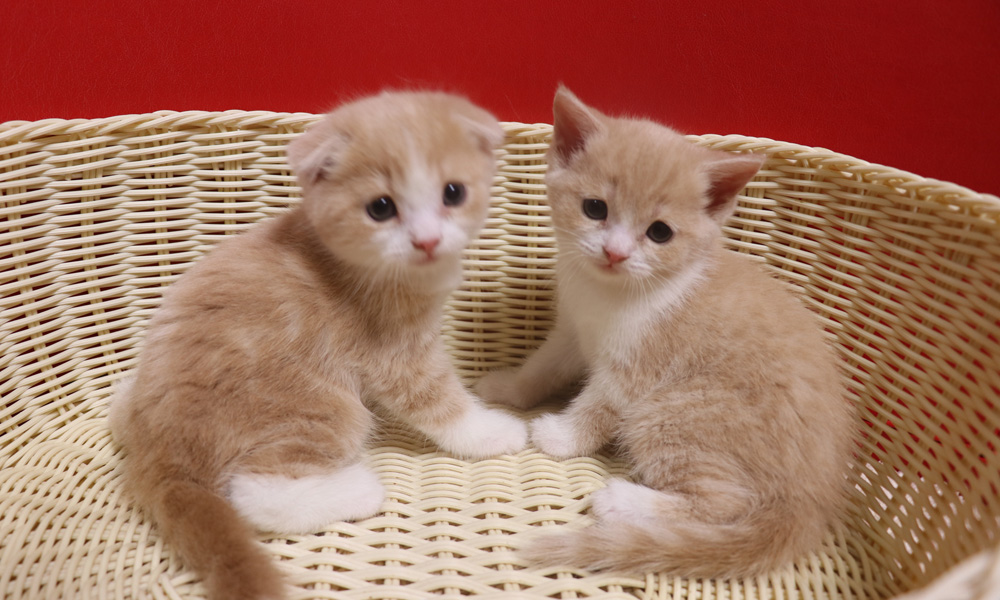 スコティッシュフォールドの子猫画像