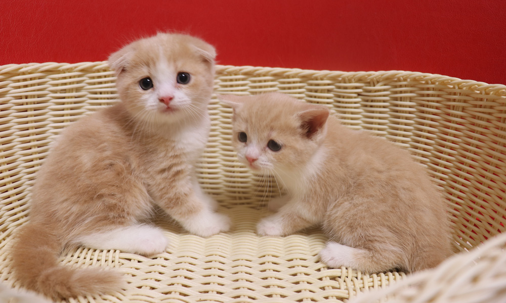 スコティッシュフォールドの子猫画像