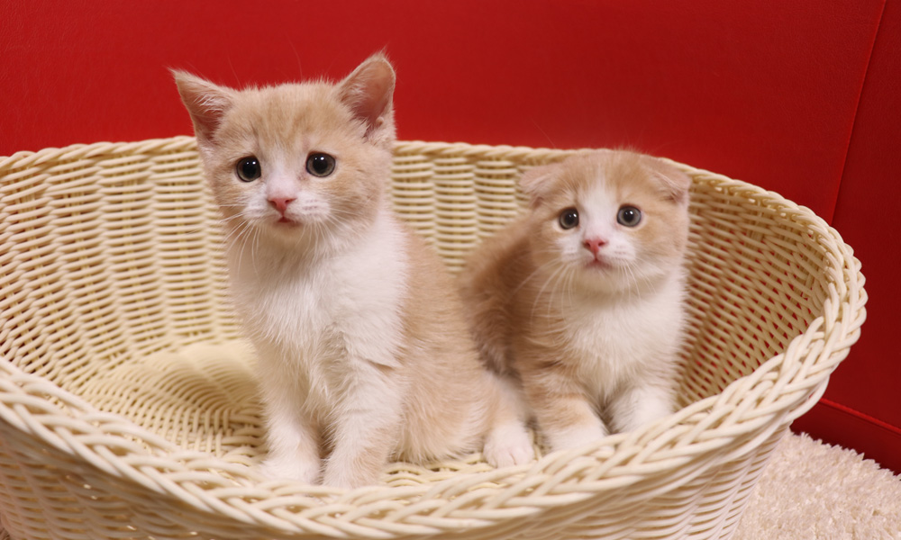 スコティッシュフォールドの子猫画像