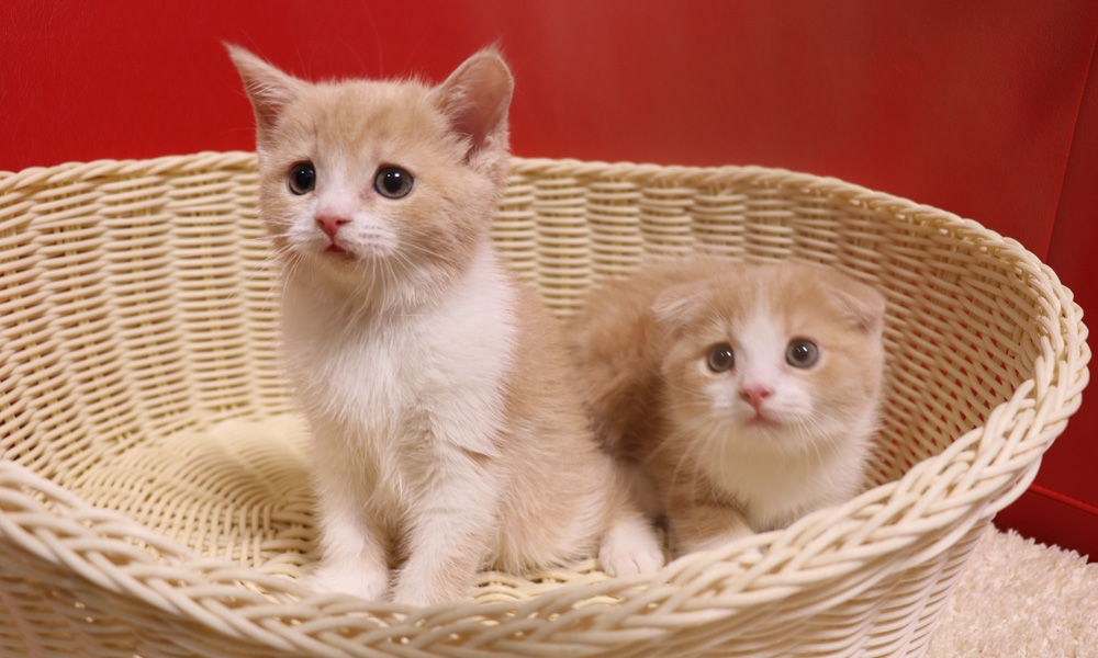 スコティッシュフォールドの子猫画像