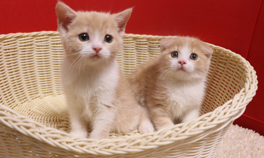 スコティッシュフォールドの子猫画像
