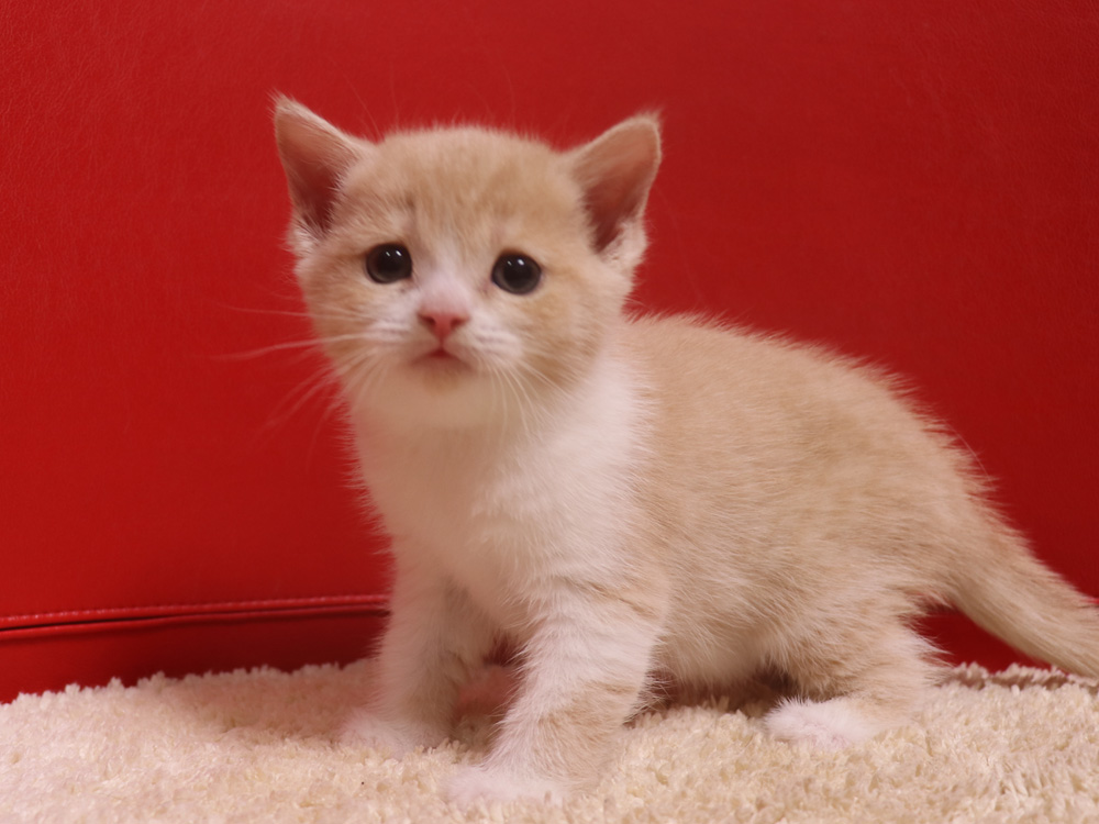 スコティッシュフォールドの子猫画像