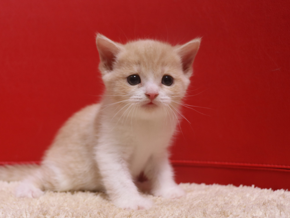 スコティッシュフォールドの子猫画像