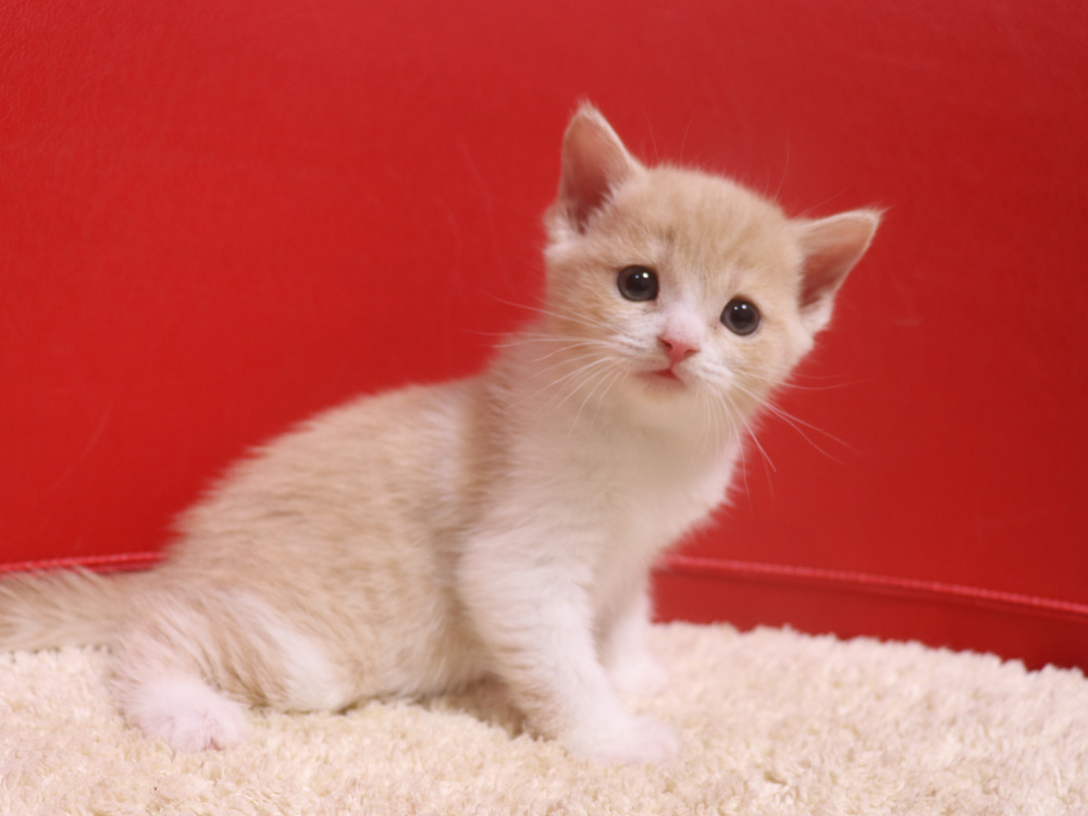 スコティッシュフォールドの子猫画像