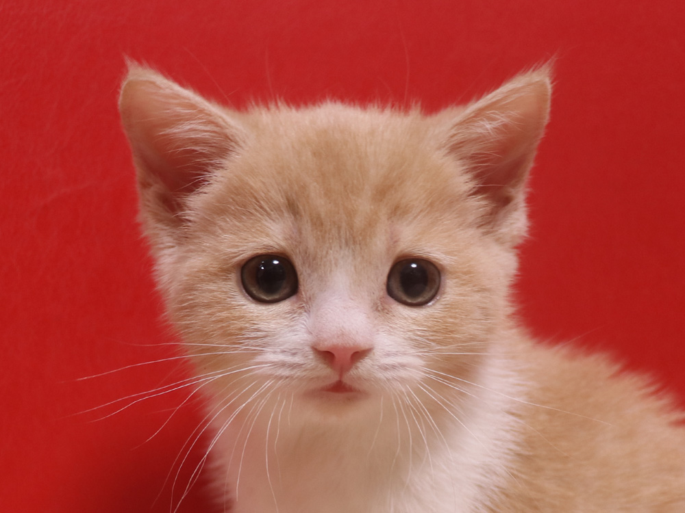 スコティッシュフォールドの子猫画像