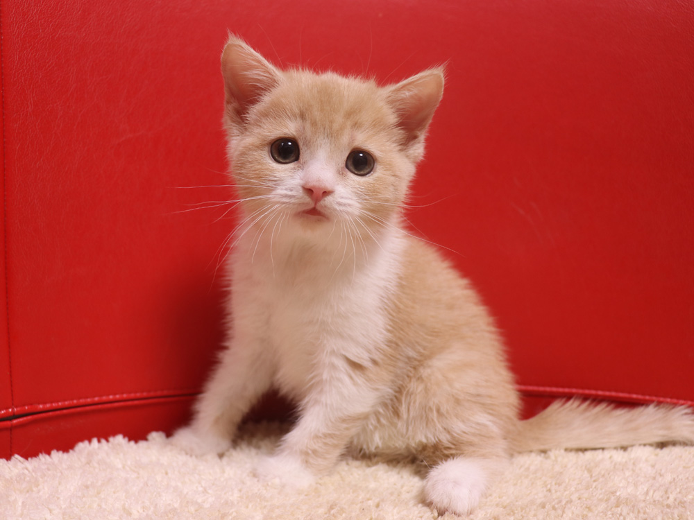 スコティッシュフォールドの子猫画像