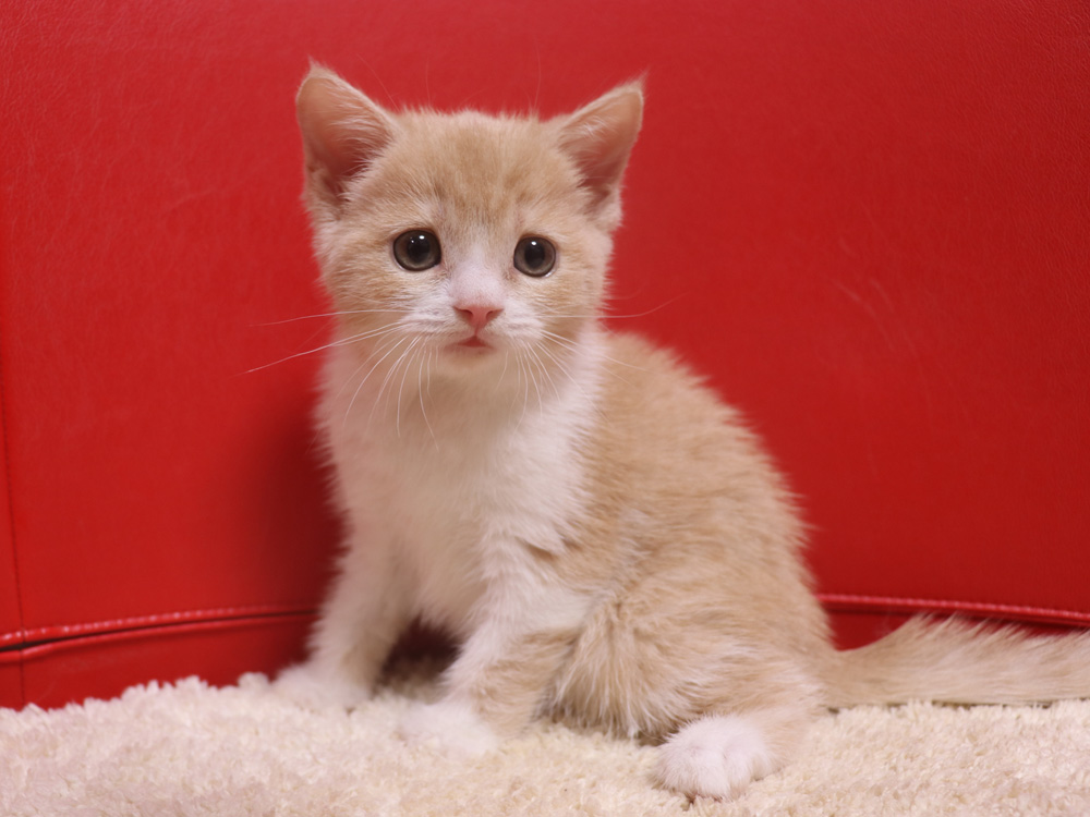 スコティッシュフォールドの子猫画像