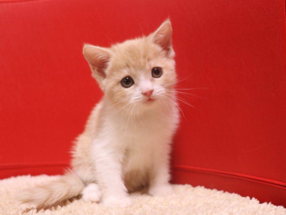 スコティッシュフォールドの子猫画像