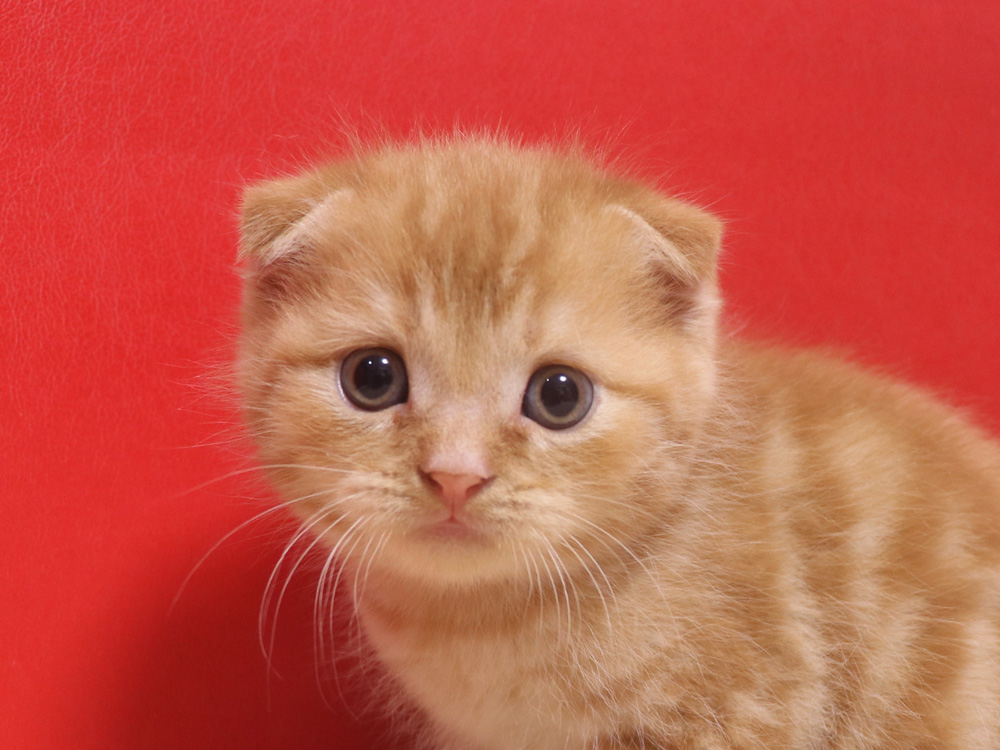 スコティッシュフォールドの子猫画像