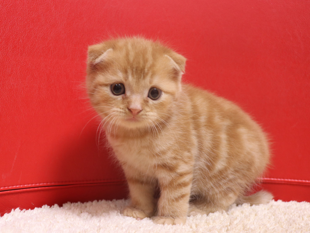 スコティッシュフォールドの子猫画像