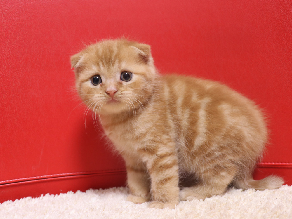 スコティッシュフォールドの子猫画像