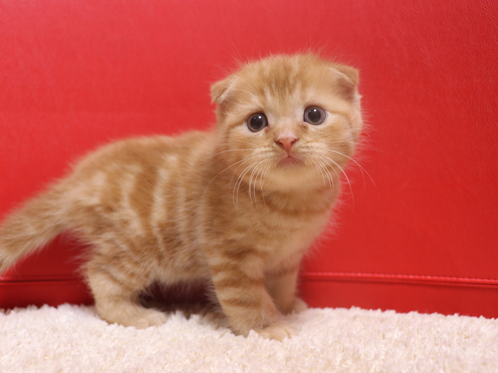 スコティッシュフォールドの子猫画像