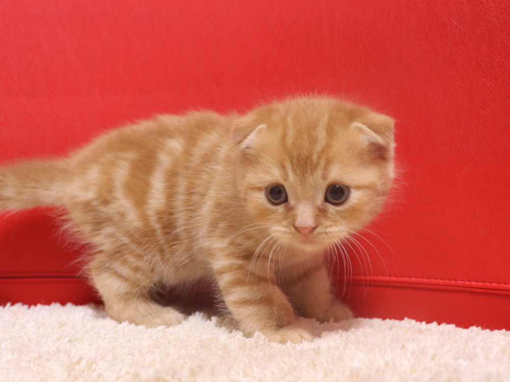 スコティッシュフォールドの子猫画像