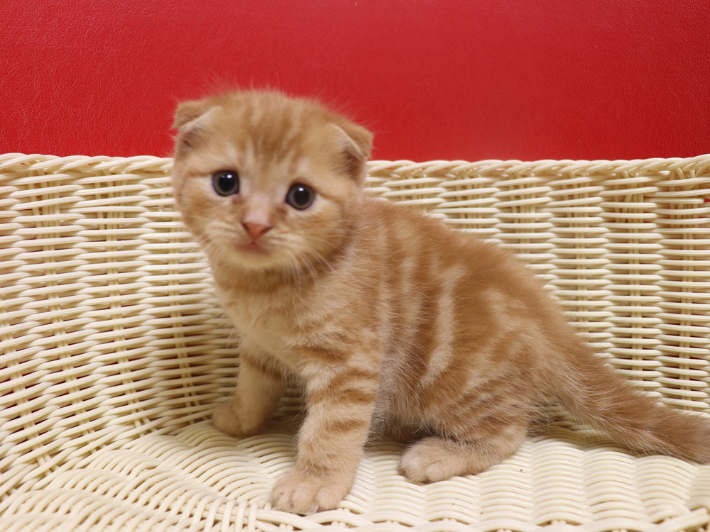 スコティッシュフォールドの子猫画像