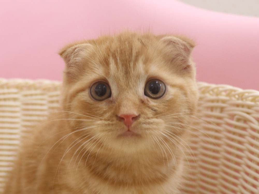 スコティッシュフォールドの子猫画像