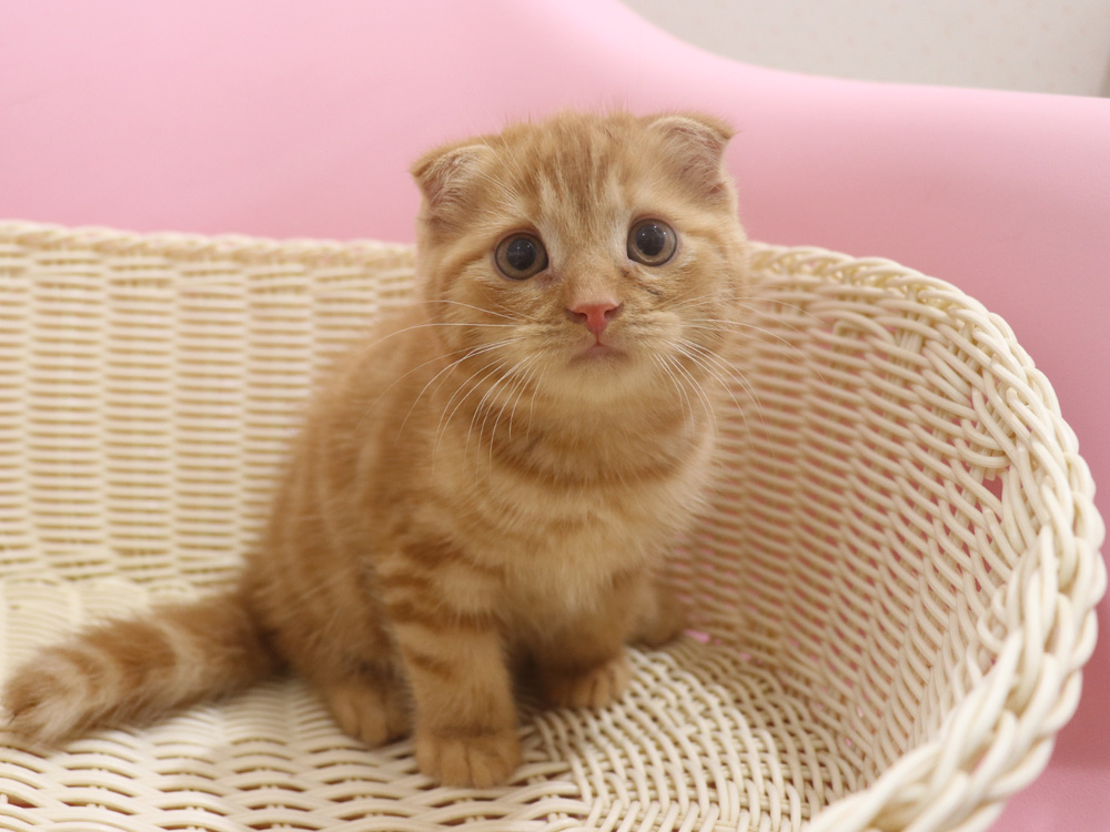 スコティッシュフォールドの子猫画像