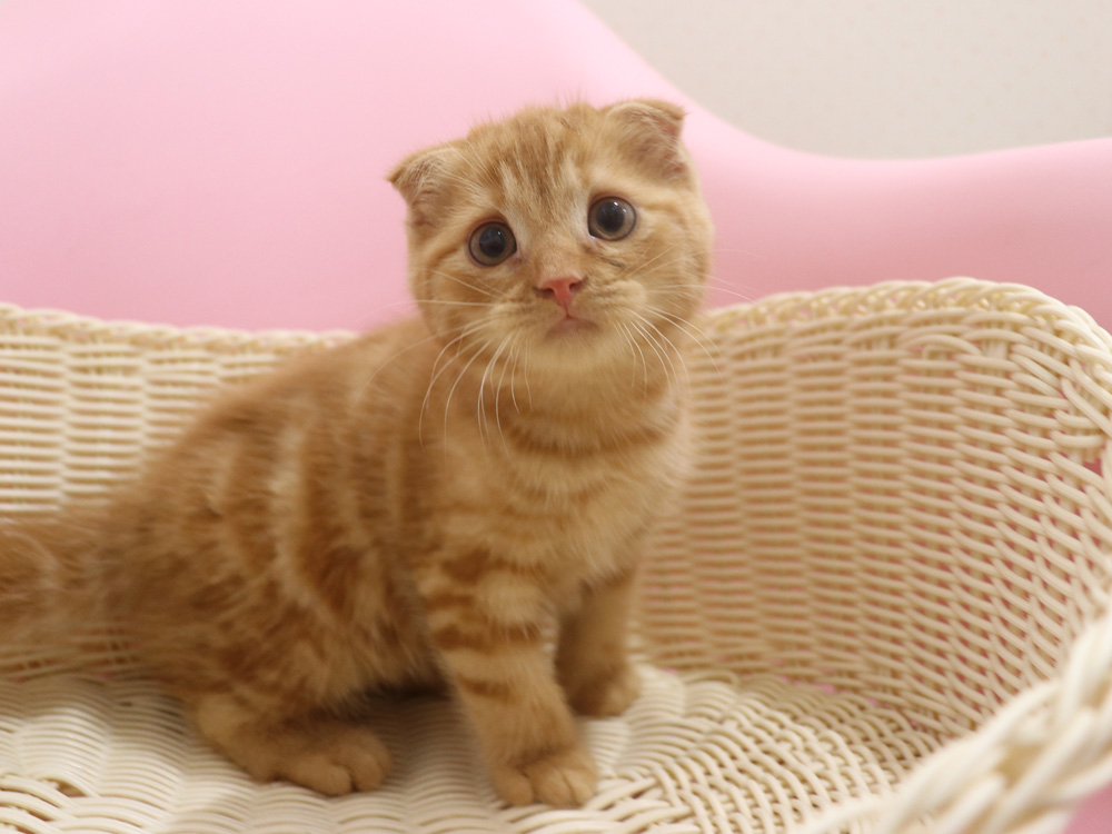 スコティッシュフォールドの子猫画像
