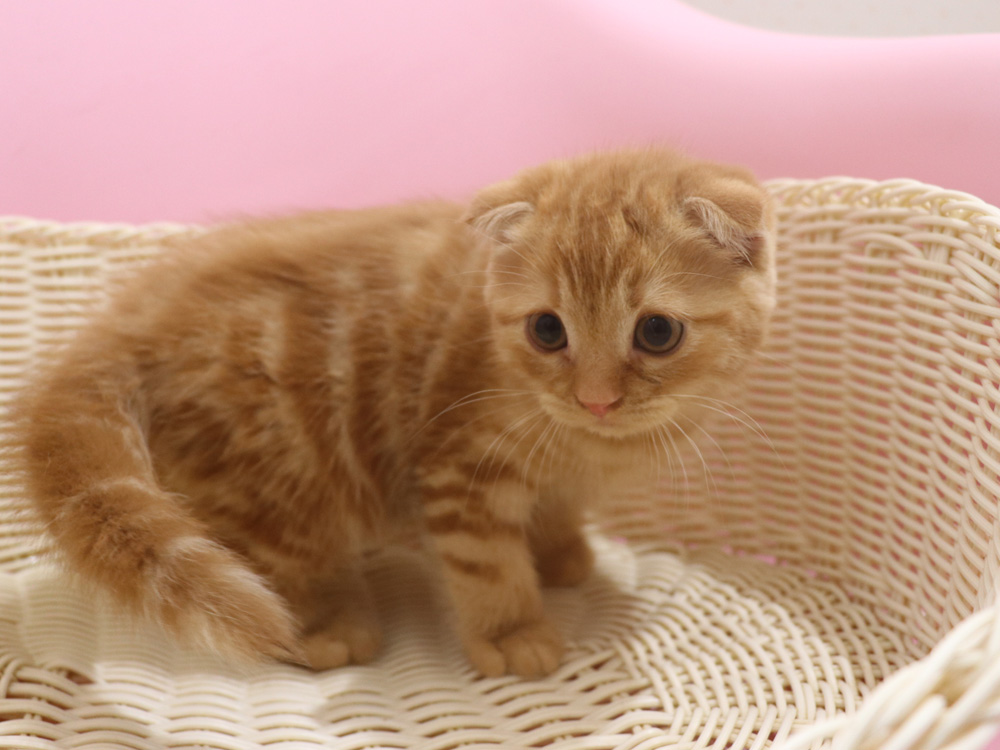 スコティッシュフォールドの子猫画像