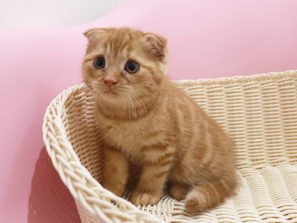 スコティッシュフォールドの子猫画像