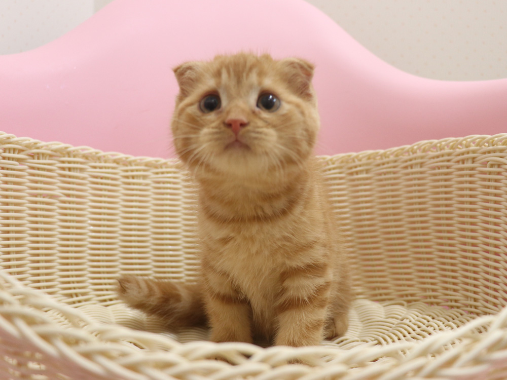 スコティッシュフォールドの子猫画像