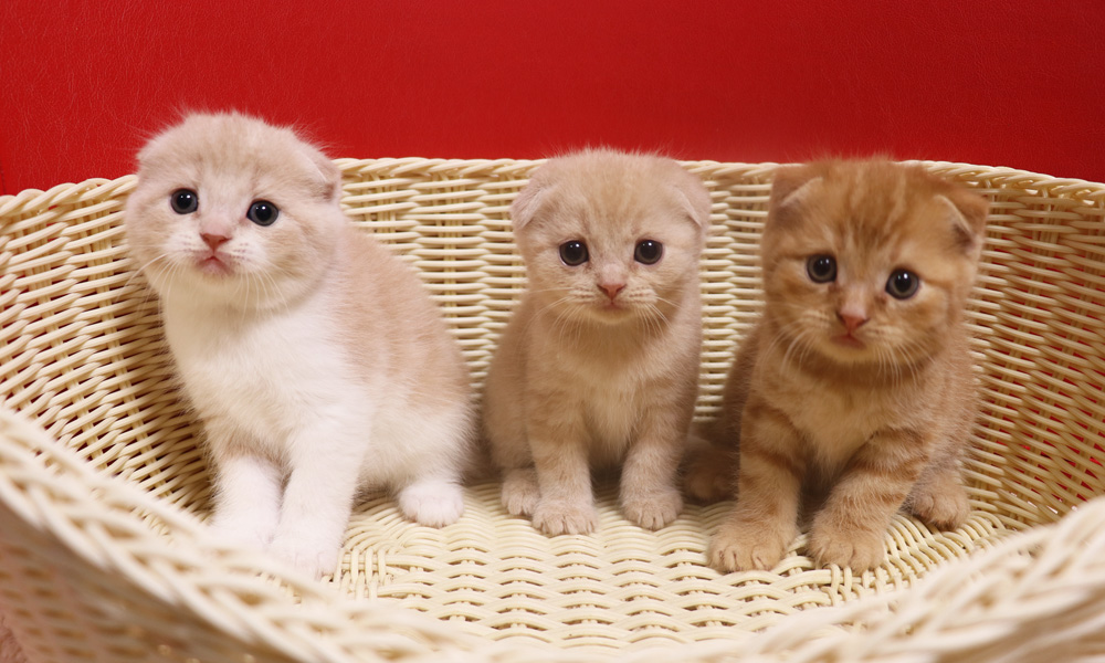 スコティッシュフォールドの子猫画像
