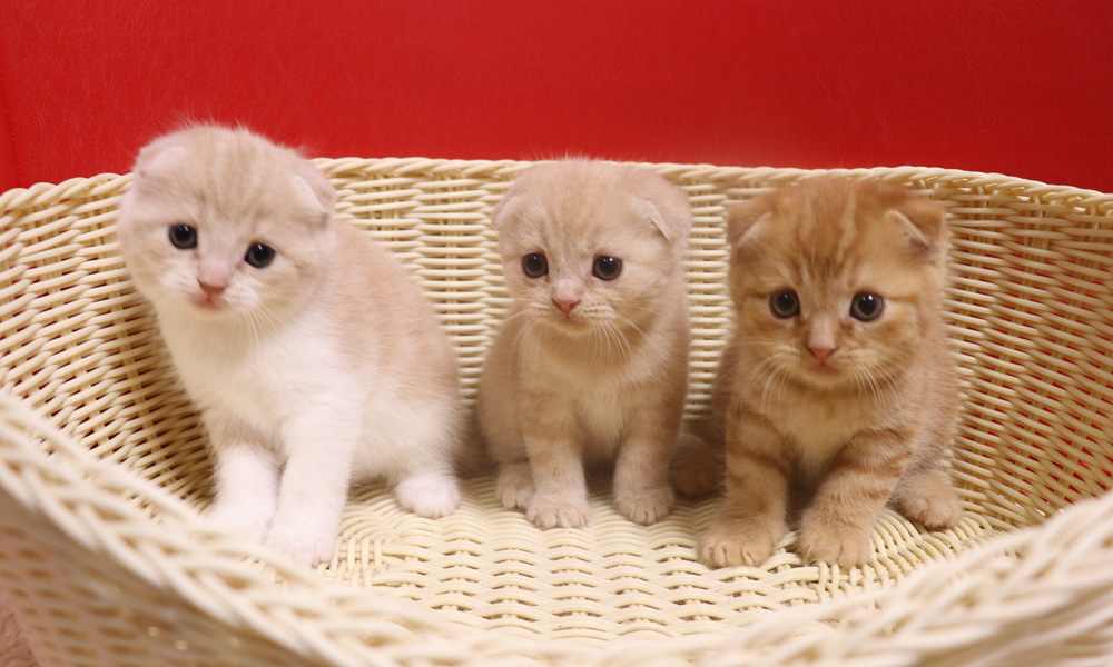 スコティッシュフォールドの子猫画像