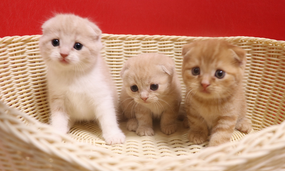 スコティッシュフォールドの子猫画像