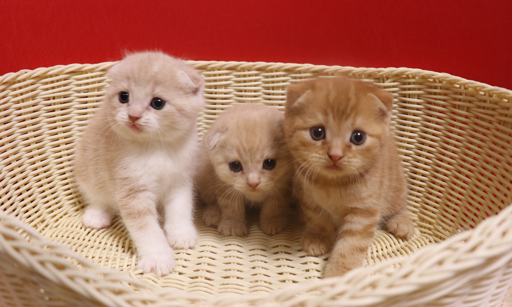 スコティッシュフォールドの子猫画像