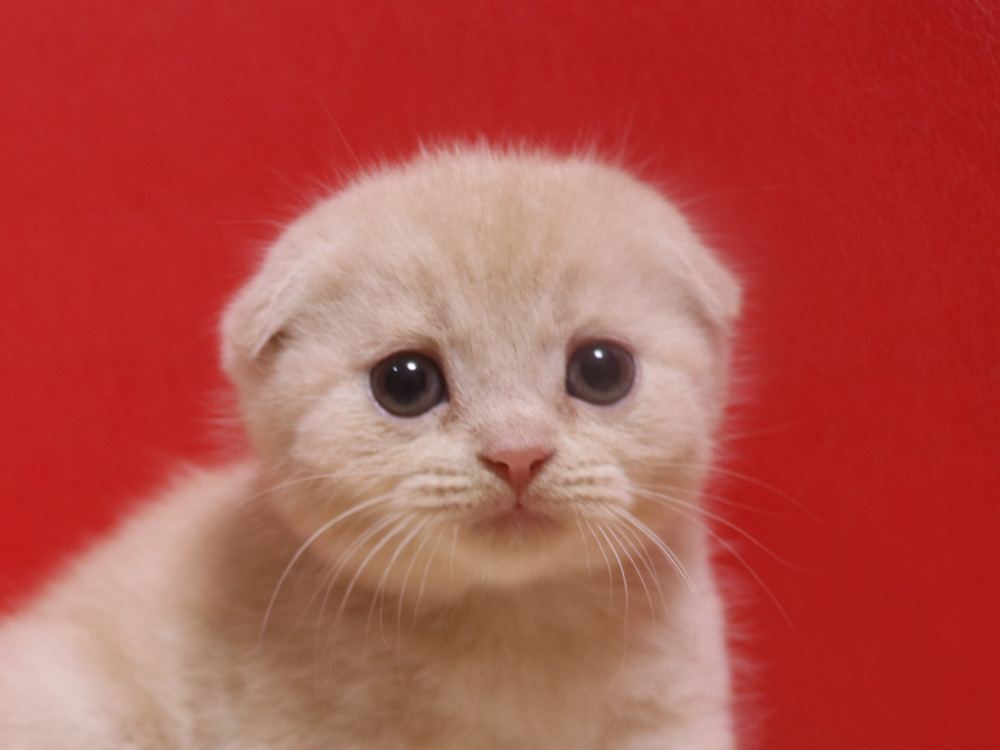 スコティッシュフォールドの子猫画像