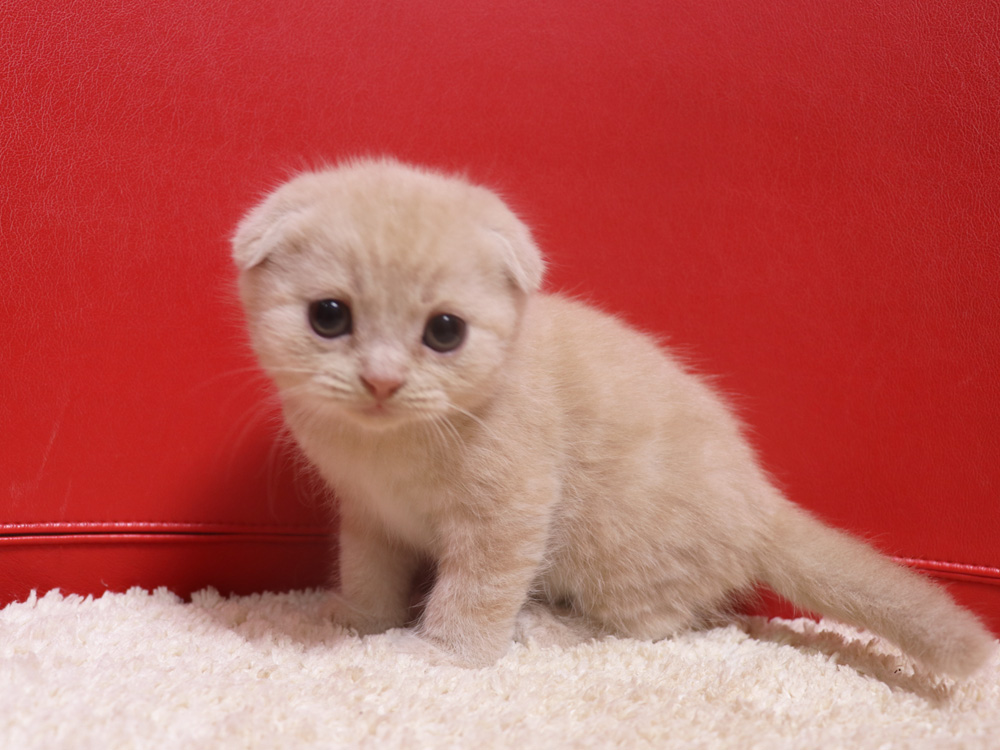スコティッシュフォールドの子猫画像