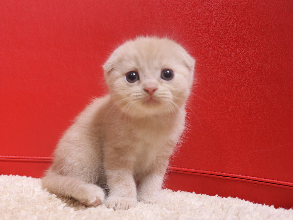 スコティッシュフォールドの子猫画像