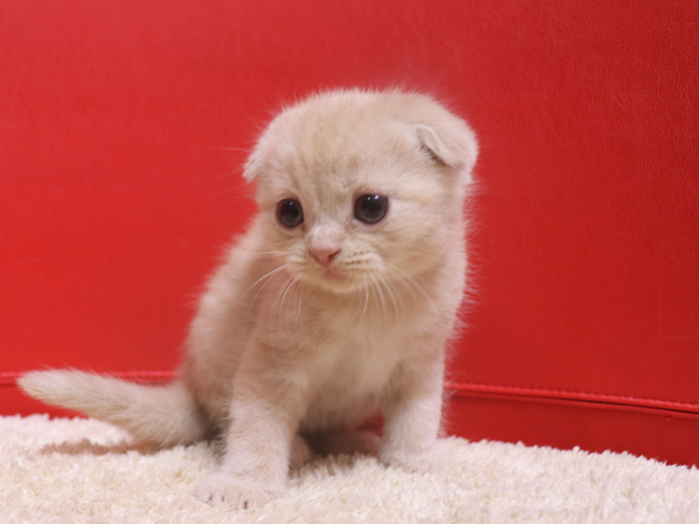 スコティッシュフォールドの子猫画像
