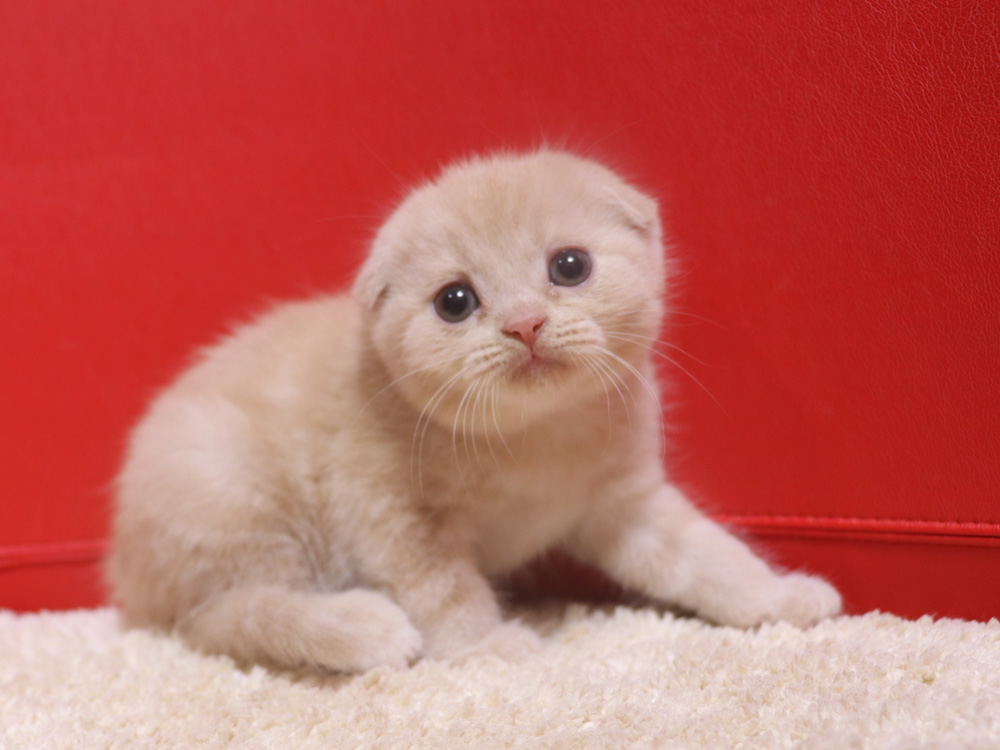 スコティッシュフォールドの子猫画像