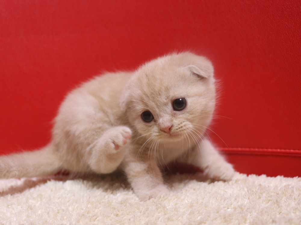 スコティッシュフォールドの子猫画像