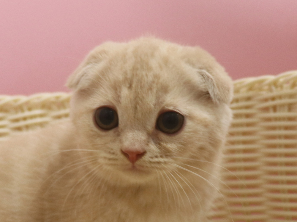 スコティッシュフォールドの子猫画像