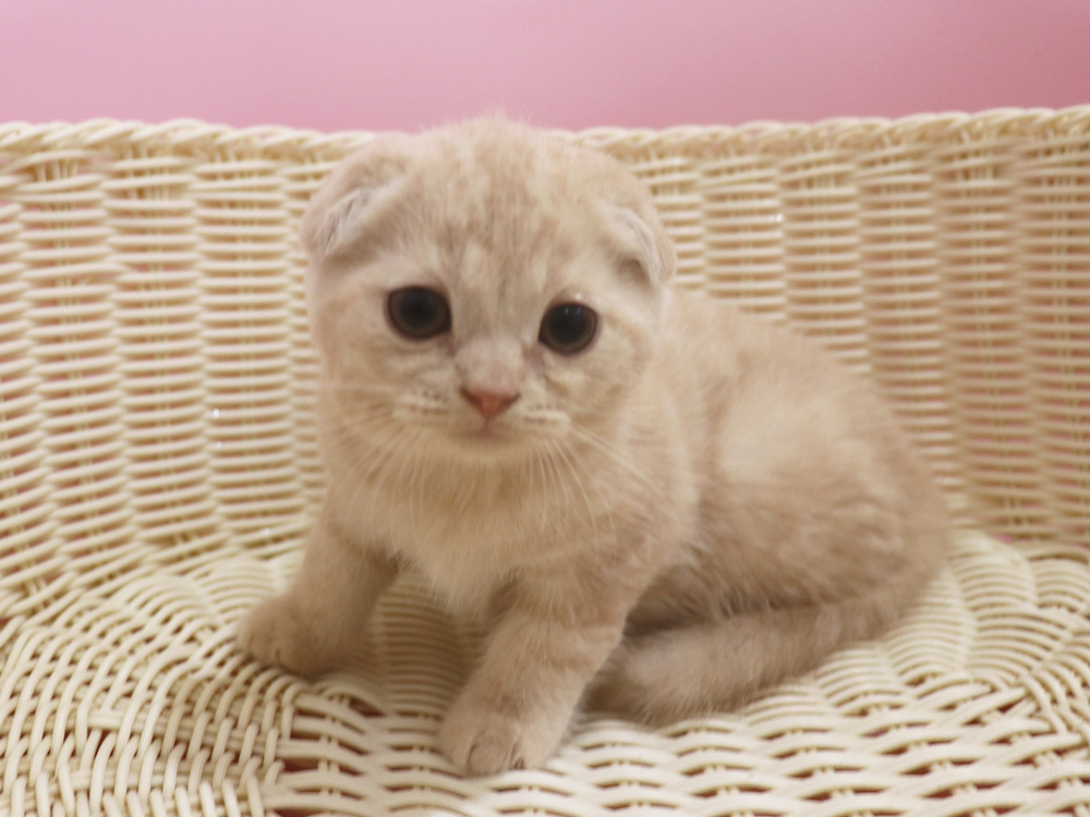 スコティッシュフォールドの子猫画像