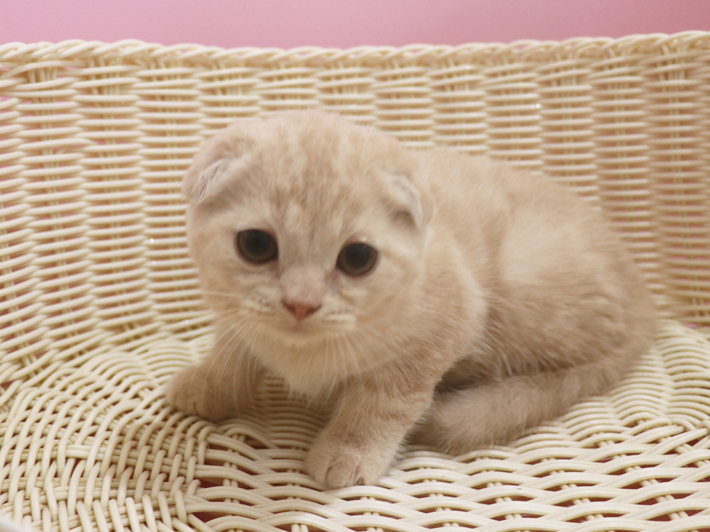 スコティッシュフォールドの子猫画像