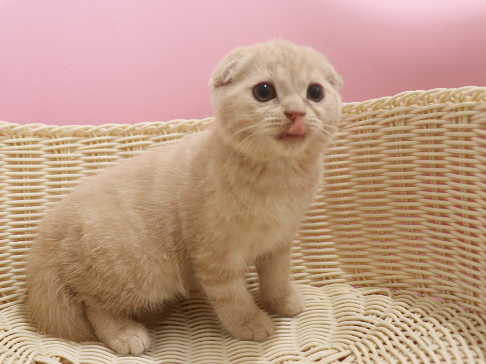 スコティッシュフォールドの子猫画像