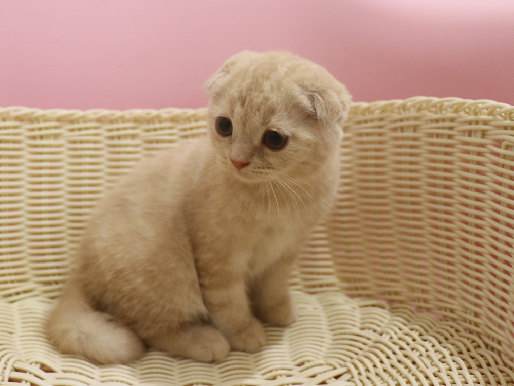 スコティッシュフォールドの子猫画像