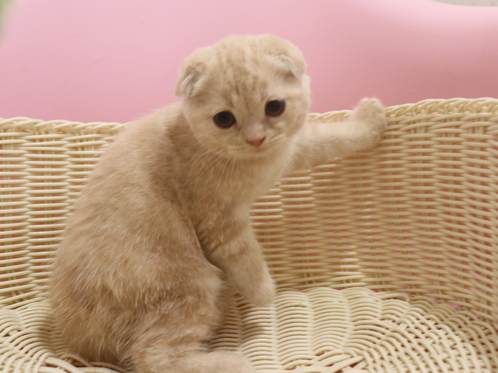 スコティッシュフォールドの子猫画像
