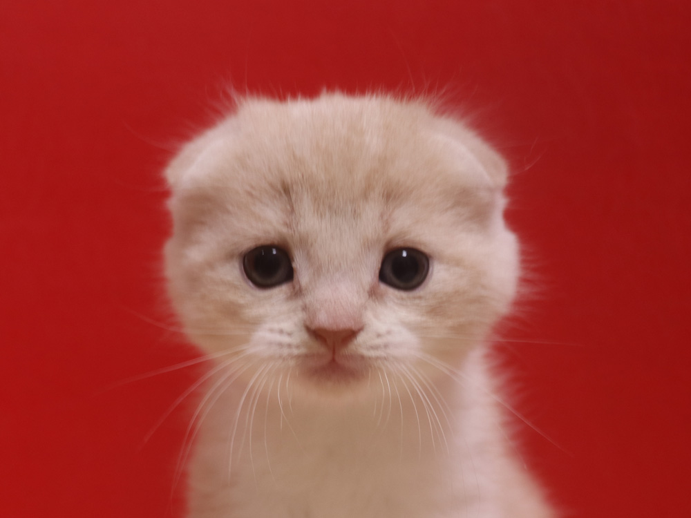 スコティッシュフォールドの子猫画像