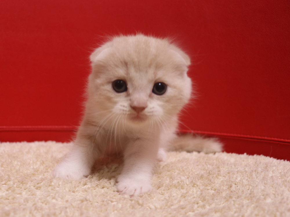 スコティッシュフォールドの子猫画像